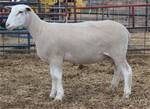 Sheep Trax Mariah 422M